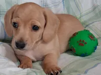 Little bit 1, a male Miniature Dachshund for sale in Camden, SC – Photo 2 of 10