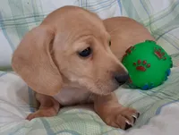 Little bit 1, a male Miniature Dachshund for sale in Camden, SC – Photo 10 of 10
