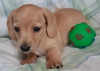 Little bit 1, a male Miniature Dachshund for sale in Camden, SC – Photo 7 of 10