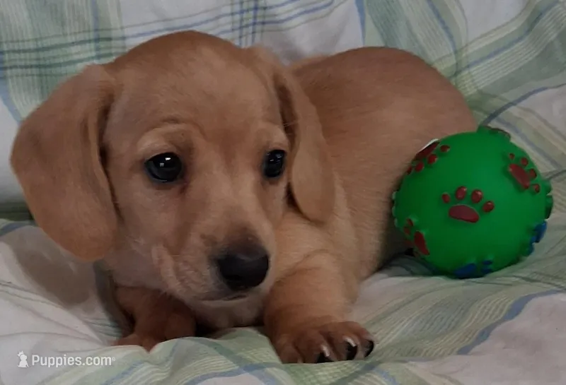 Little bit 1 – Miniature Dachshund puppy for sale in Camden, SC