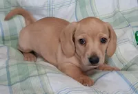 Little bit 1, a male Miniature Dachshund for sale in Camden, SC – Photo 3 of 10