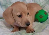 Little bit 1, a male Miniature Dachshund for sale in Camden, SC – Photo 9 of 10