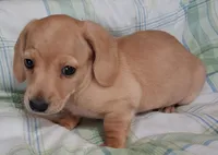 Little bit 1, a male Miniature Dachshund for sale in Camden, SC – Photo 6 of 10