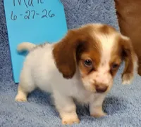 Jamie's boy, a male Miniature Dachshund for sale in Camden, SC – 3 of 8