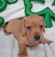 Max 1, a male Miniature Dachshund for sale in Camden, SC – Photo 3 of 6