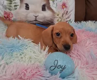 JOY. CKC Male, a male Miniature Dachshund for sale in Camden, SC – Photo 10 of 10