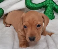 Max 1, a male Miniature Dachshund for sale in Camden, SC – Photo 1 of 6