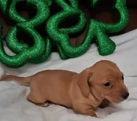 Max 1, a male Miniature Dachshund for sale in Camden, SC – Photo 5 of 6