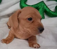 Max 1, a male Miniature Dachshund for sale in Camden, SC – Photo 4 of 6