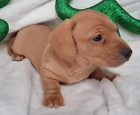 Max 1, a male Miniature Dachshund for sale in Camden, SC – Photo 2 of 6