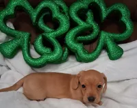 Max 1, a male Miniature Dachshund for sale in Camden, SC – Photo 6 of 6