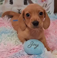 JOY. CKC Male, a male Miniature Dachshund for sale in Camden, SC – Photo 3 of 10