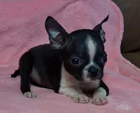 Prissy, a female Boston Terrier for sale in Camden, SC – 6 of 10