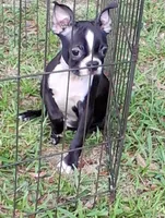 Rosie 1, a female Boston Terrier for sale in Camden, SC – 4 of 4