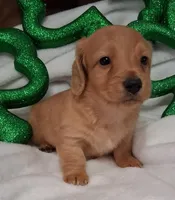 Max 4, a male Miniature Dachshund for sale in Camden, SC – Photo 9 of 10