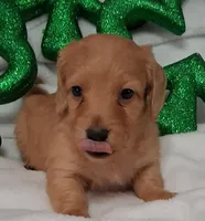 Max 4, a male Miniature Dachshund for sale in Camden, SC – Photo 1 of 10