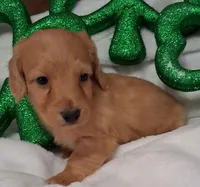 Max 4, a male Miniature Dachshund for sale in Camden, SC – Photo 7 of 10