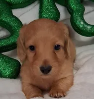 Max 4, a male Miniature Dachshund for sale in Camden, SC – Photo 5 of 10