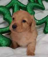 Max 4, a male Miniature Dachshund for sale in Camden, SC – Photo 3 of 10