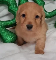 Max 4, a male Miniature Dachshund for sale in Camden, SC – Photo 2 of 10