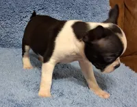 Little Axel 1, a male Boston Terrier for sale in Camden, SC – 7 of 7