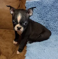 Little Axel 2, a male Boston Terrier for sale in Camden, SC – 8 of 10