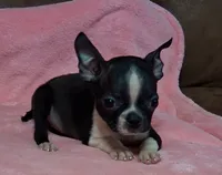 Prissy, a female Boston Terrier for sale in Camden, SC – 3 of 10