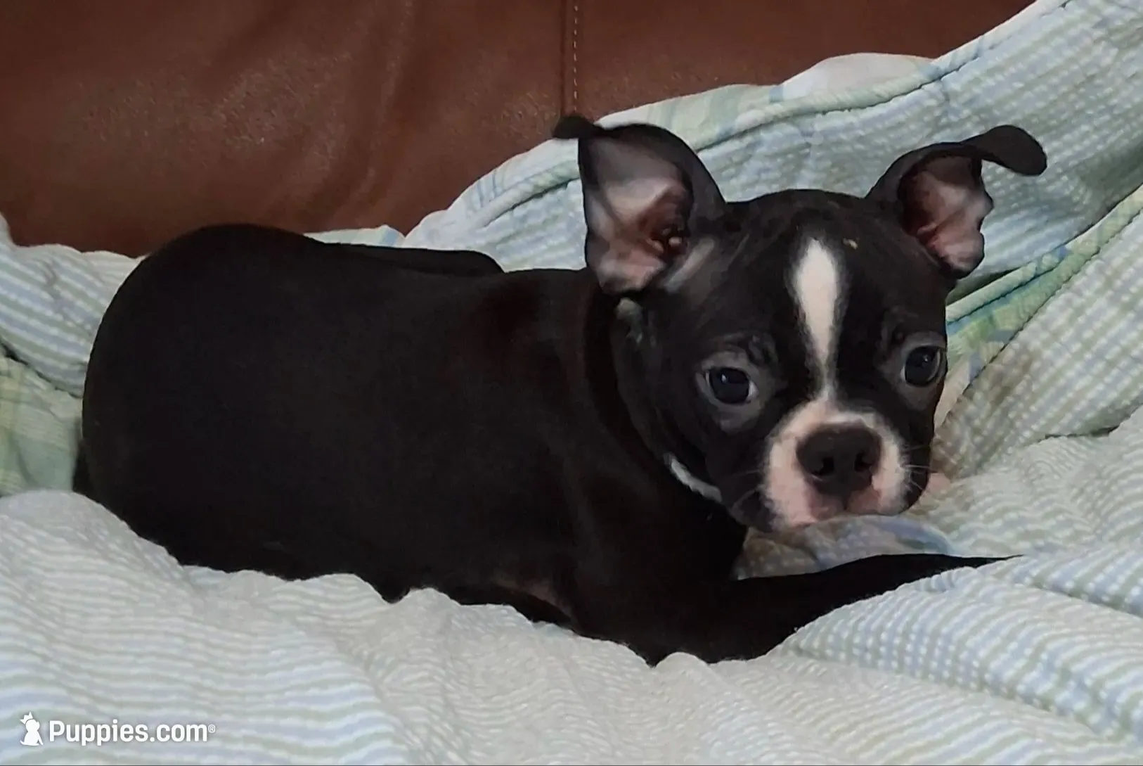 Rosie 1, a female Boston Terrier for sale in Camden, SC – 2 of 4