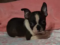 Girlfriend , a female Boston Terrier for sale in Camden, SC – 4 of 10