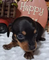 Little Pete, a male Miniature Dachshund for sale in Camden, SC – 3 of 3