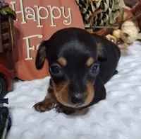 Little Pete, a male Miniature Dachshund for sale in Camden, SC – 2 of 3