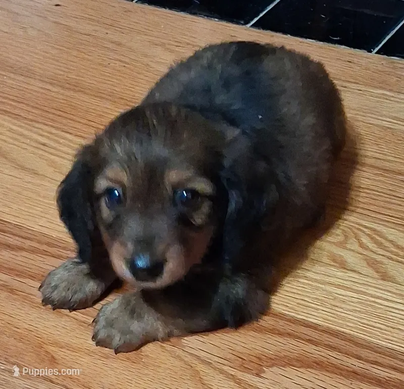 Little Man  – Miniature Dachshund puppy for sale in Camden, SC