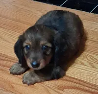 Little Man , a male Miniature Dachshund for sale in Camden, SC – 1 of 2