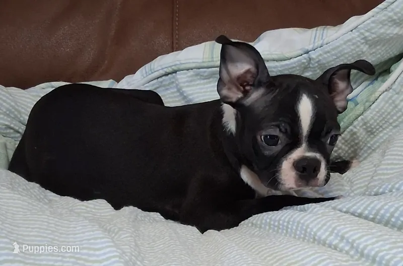Rosie 1 – Boston Terrier puppy for sale in Camden, SC