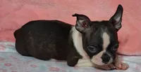 Girlfriend , a female Boston Terrier for sale in Camden, SC – 5 of 10