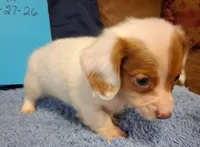 White baby, a male Miniature Dachshund for sale in Camden, SC – 4 of 4