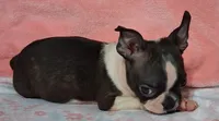 Girlfriend , a female Boston Terrier for sale in Camden, SC – 7 of 10