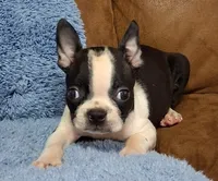 Little Axel 1, a male Boston Terrier for sale in Camden, SC – 2 of 7