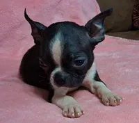 Prissy, a female Boston Terrier for sale in Camden, SC – 8 of 10