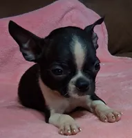 Prissy, a female Boston Terrier for sale in Camden, SC – 7 of 10