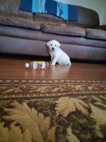 Mack, a male Labrador Retriever for sale in Clyde, OH – Photo 7 of 7