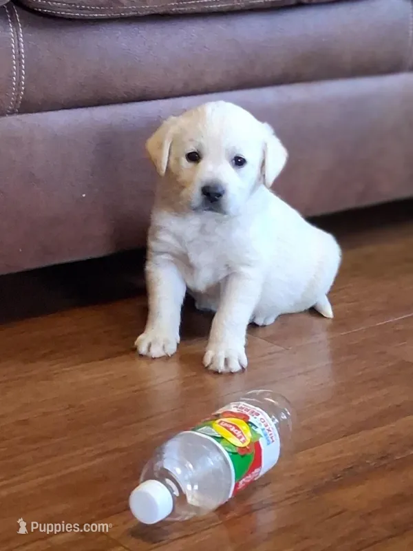 Mack – Labrador Retriever puppy for sale in Clyde, OH