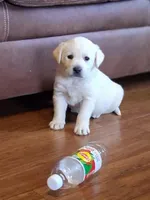 Mack, a male Labrador Retriever for sale in Clyde, OH – Photo 1 of 7