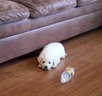 Mack, a male Labrador Retriever for sale in Clyde, OH – Photo 5 of 7