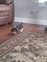 Timmy, a male Beagle for sale in Clyde, OH – 6 of 6