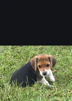 Jasper, a male Beagle for sale in Clyde, OH – 2 of 3