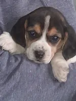 Timmy, a male Beagle for sale in Clyde, OH – 5 of 6