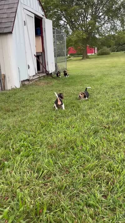 Jasper, a male Beagle for sale in Clyde, OH – 3 of 3