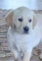 Della, a female Labrador Retriever for sale in Clyde, OH – Photo 4 of 5