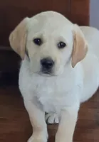 Della, a female Labrador Retriever for sale in Clyde, OH – Photo 1 of 5